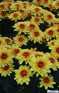 chryzantema podolsk yellow