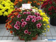 chryzantemy_Mix odmian z grupy Morgana