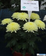 chryzantema_salma-cream__chryzantemowe-dni-otwarte-2016_pychynski