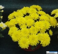 chryzantema_Amour Yellow_chryzantemowe-dni-otwarte-2016_pychynski