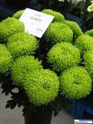 chryzantema_Quartz_chryzantemowe-dni-otwarte-2016_pychynski_