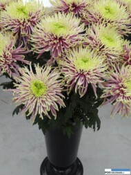 chryzantemowe-dni-otwarte-2016_pychynski__baltazar_