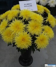 chryzantemowe-dni-otwarte-2016_pychynski_elbrus-yellow