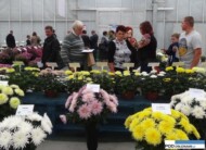 chryzantemowe-dni-otwarte-2016_pychynski