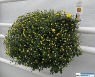 chryzantemowe-dni-otwarte-2016_pychynski__jasoda-yellow_wiszaca