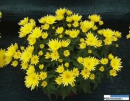 chryzantema_brush-yellow__chryzantemowe-dni-otwarte-2016_pychynski