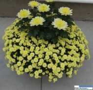 chryzantemowe-dni-otwarte-2016_radost-cream_oraz-odmiana-drobnokwiatowa