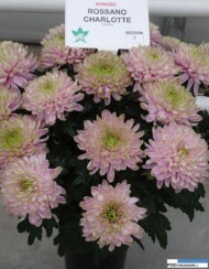 chryzantemowe-dni-otwarte-2016_pychynski_rossano_charlotte