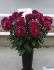 chryzantemowe-dni-otwarte-2016_pychynski__luba