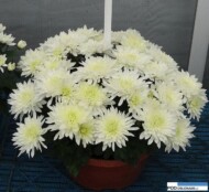 chryzantema_amour-cream__chryzantemowe-dni-otwarte-2016_pychynski