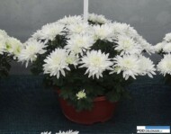 chryzantema_amour__chryzantemowe-dni-otwarte-2016_pychynski