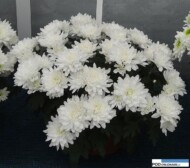 chryzantema_mount-gerlach__chryzantemowe-dni-otwarte-2016_pychynski