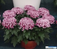 chryzantema_cosmo-purple__chryzantemowe-dni-otwarte-2016_pychynski