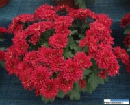 chryzantema_mount-aubisque-burgund_chryzantemowe-dni-otwarte-2016_pychynski