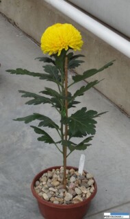 chryzantemowe-dni-otwarte-2016_pychynski_Odmiana Creamist Yellow w nietypowym zastosowaniu