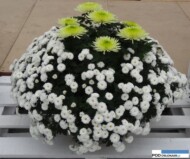 chryzantemowe-dni-otwarte-2016_pychynski_'Irina' (w środku) oraz odmiana drobnokwiatowa