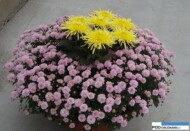 chryzantemowe-dni-otwarte-2016_pychynski_'Anastasia Sunny' (w środku) oraz odmiana drobnokwiatowa