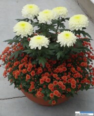 chryzantemowe-dni-otwarte-2016_pychynski_'Zembla Cream' (w środku) oraz_odmiana-drobnokwiatowa