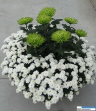 chryzantemowe-dni-otwarte-2016_pychynski_anastasia-green_oraz_odmiana-drobnokwiatowa