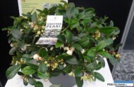 gaultheria-procumbens-gaulthier-pearl_najlepsza-nowosc-grootgroenplus-2016