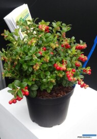 Vaccinium vitis-idaea Fireballs - nowość wyróżniona srebrnym medalem targów GrootGroenPlus 2016