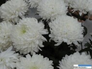 chryzantemy_Odmiany Magnum (z lewej) i Gagarin