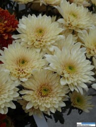 chryzantema_vanilla-sorbet