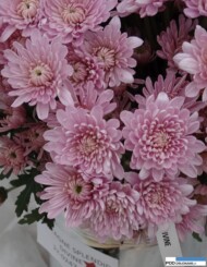 chryzantema_divine