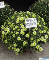 chryzantema_borealie-pistache