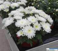 chryzantema_Oliviera - odmiana "średniokwiatowa"