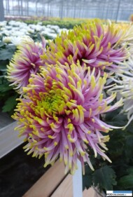 chryzantema_baltazar
