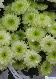 chryzantema_zembla-green