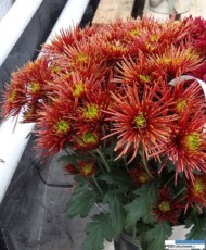 chryzantema_chispa- z uprawy gałązkowej