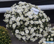 chryzantema_belvedere