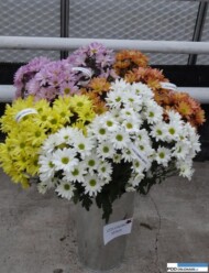 Chryzantemy - 4 odmiany z grupy Colombo