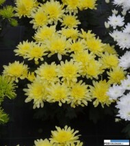 chryzantema_gerlach-yellow quick