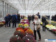 Chryzantemowe Drzwi Otwarte w firmie Szaj_Fragment kolekcji odmian drobnokwiatowych
