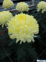 chryzantema_gagarin-yellow