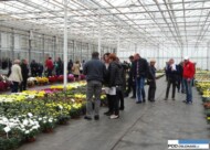 Chryzantemowe Drzwi Otwarte w firmie Szaj 2016