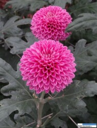 Chryzantema_omsk lilac