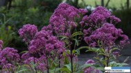 Eupatorium maculatum JS® ‘Humble’ fot. ISU