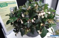 gaultheria-procumbens-gaulthier-pearl_najlepsza-nowosc-grootgroenplus-2016