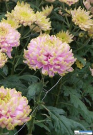 chryzantema Rossano Charlotte