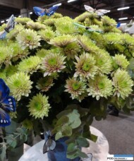 chryzantema_aurora_floritec