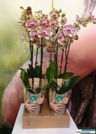 phalaenopsis_greenbalanz___FloraHolland-Trade-Fair-Aalsmeer 2016