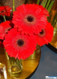 Gerbera 'Nirvana' - mini (Florist)