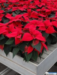 Odmiana Christmas Glory_jenflor_Poinsecjowe Dni Otwarte Selecta one_2016_Swibie