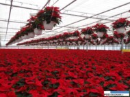 Poinsecja_noel_stoi_glory-wisi__jenflor_Poinsecjowe Dni Otwarte Selecta one_2016_Swibie