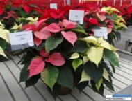Odmiany Christmas Glory Pink_Noel_Christmas-Glory-White_jenflor_Poinsecjowe Dni OtwartOdmiana Christmas Glory Pink_jenflor_Poinsecjowe Dni Otwarte Selecta one_2016_Swibie