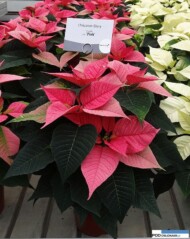 Odmiana Christmas Glory Pink_jenflor_Poinsecjowe Dni OtwartOdmiana Christmas Glory Pink_jenflor_Poinsecjowe Dni Otwarte Selecta one_2016_Swibiee Selecta one_2016_Swibie
